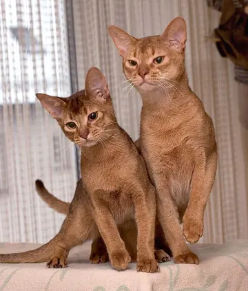 Abyssinian cat