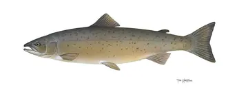 Atlantic salmon