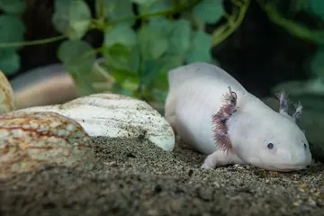 Axolotl