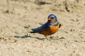 Barn swallow