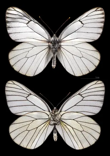 Black-Veined White