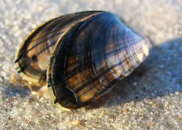 Blue mussel