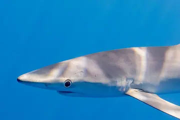 Blue shark