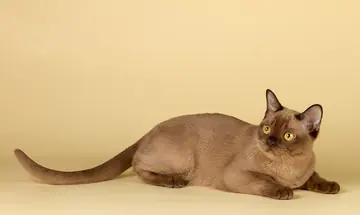 Burmese cat