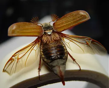 Cockchafer