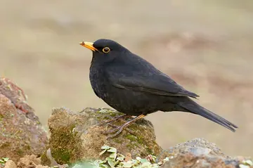 Common blackbird