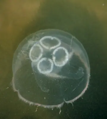 Common Jellyfish