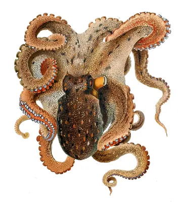 Common octopus