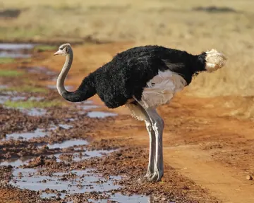 Common ostrich