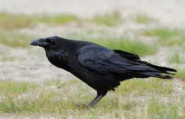 Common raven