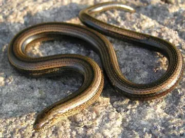 Common slow worm