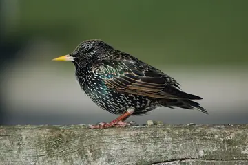 Common starling