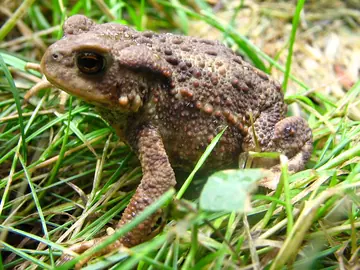 Common toad