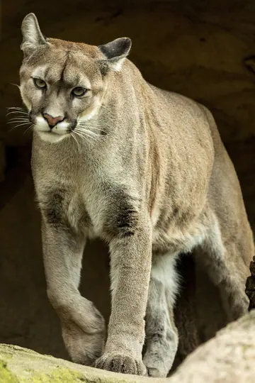 Cougar