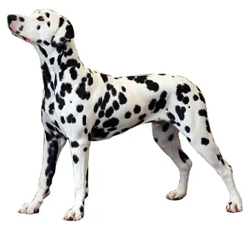 Dalmatian dog
