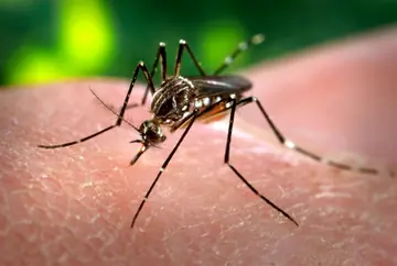 Dengue Fever Mosquito