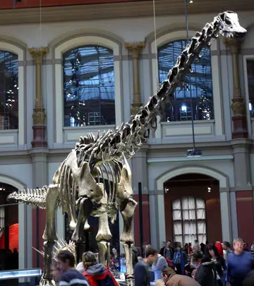 Diplodocus