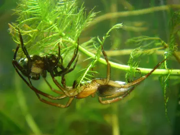Diving bell spider