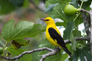 Eurasian golden oriole