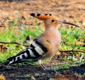 Eurasian hoopoe