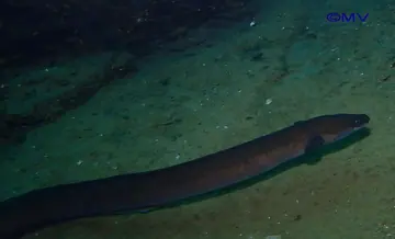European eel