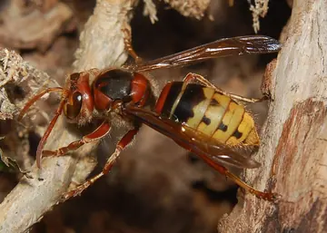 European hornet