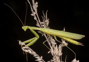 European mantis