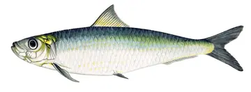European pilchard