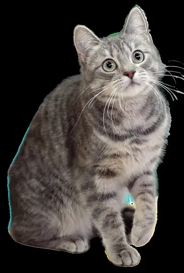 European Shorthair