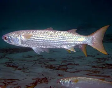 Flathead grey mullet