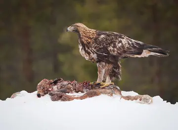 Golden eagle