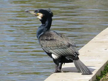 Great cormorant