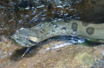 Green anaconda