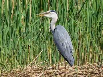 Grey heron