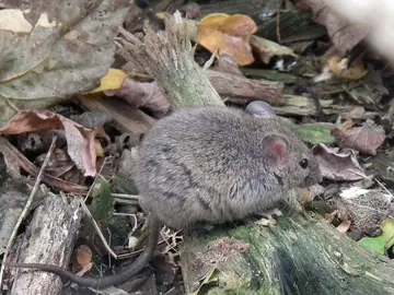 House mouse