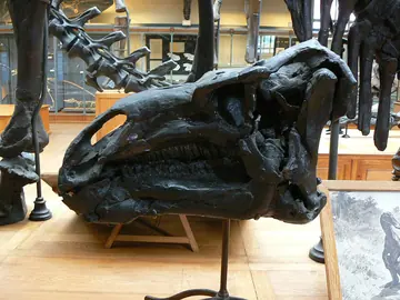 Iguanodon