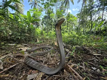 King cobra