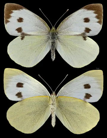 Large White