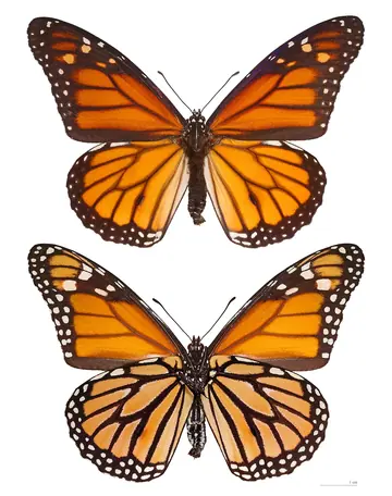 Monarch butterfly