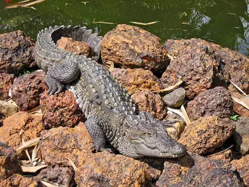 Mugger crocodile