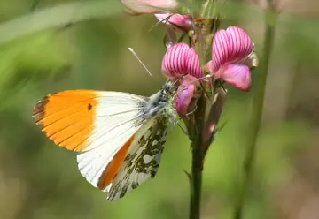 Orange-Tip