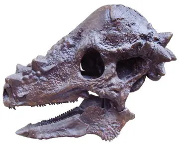 Pachycephalosaurus