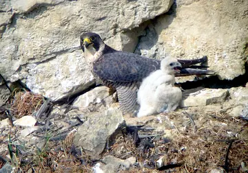 Peregrine falcon