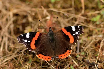 Red Admiral