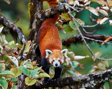 Red panda