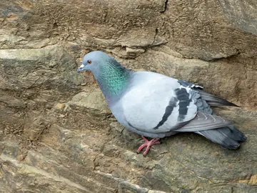Rock dove