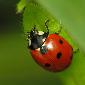 Seven-Spot Ladybird
