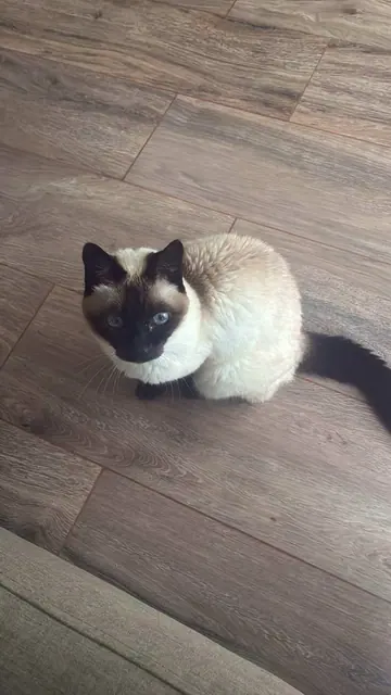 Siamese cat
