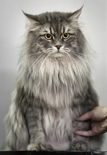 Siberian cat