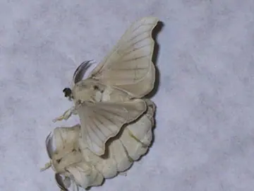 Silkworm